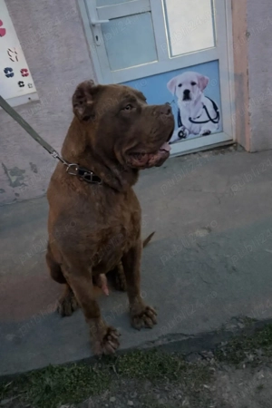 American bully xxl - imagine 2