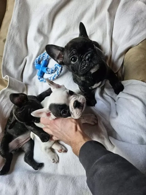 Bulldog francez din părinți cu pedigree - imagine 3