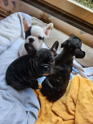 Bulldog francez din părinți cu pedigree - imagine 4