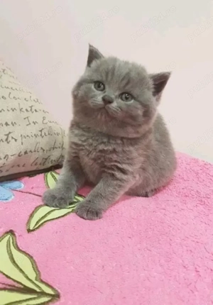 Pisoi british shorthair