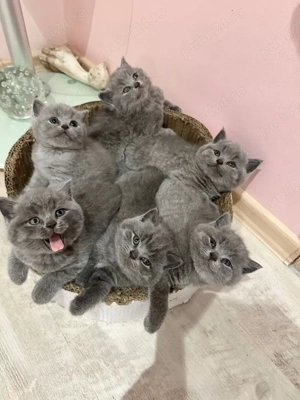 Pisoi british shorthair - imagine 2