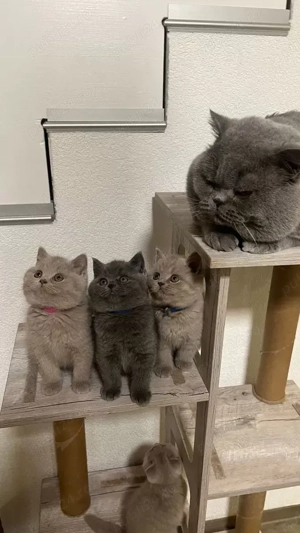 Pisoi british shorthair - imagine 4