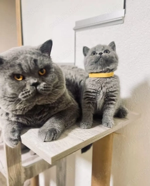 Pisoi british shorthair - imagine 5