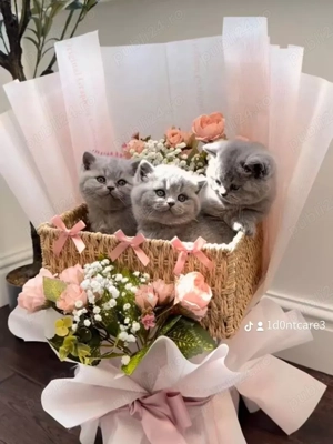 Pisoi british shorthair - imagine 3