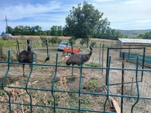 de vânzare struț emu familie  - imagine 2