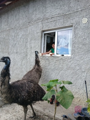 de vânzare struț emu familie  - imagine 3