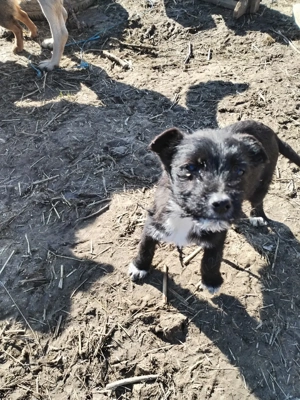 Donez doi pui de cățel  - imagine 4