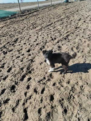 Donez doi pui de cățel  - imagine 5