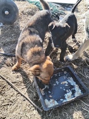 Donez doi pui de cățel 