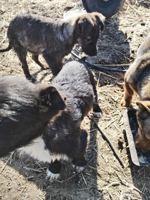 Donez doi pui de cățel  - imagine 2