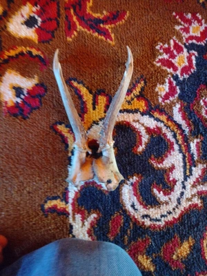 vand Pereche Corn capr