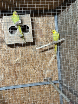 Micul Alexander pereche