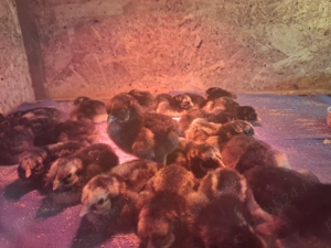 Pui gaina Wyandotte gsg - imagine 2