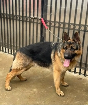 de vânzare sau schimb Ciobanesc german în vârstă de un an și jumătate cu cu acte și vaccinuri la zi  - imagine 2