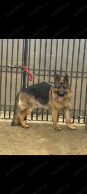 de vânzare sau schimb Ciobanesc german în vârstă de un an și jumătate cu cu acte și vaccinuri la zi  - imagine 4