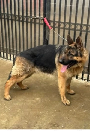 de vânzare sau schimb Ciobanesc german în vârstă de un an și jumătate cu cu acte și vaccinuri la zi  - imagine 3