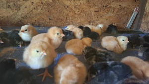 Pui Gaina New Hamoshire