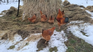 Pui Gaina New Hamoshire - imagine 2