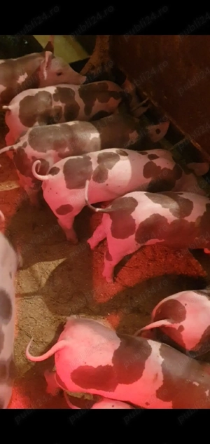 purcei petrean 7 saptamani - imagine 3