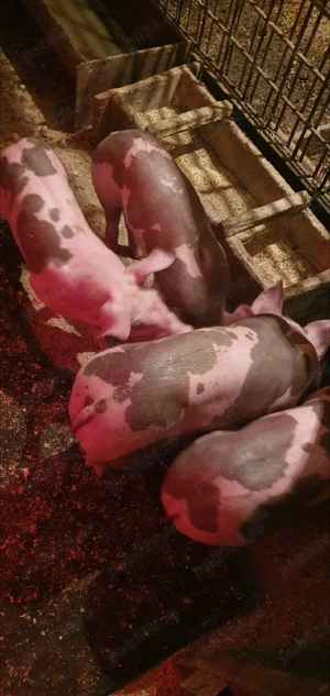 purcei petrean 7 saptamani - imagine 5