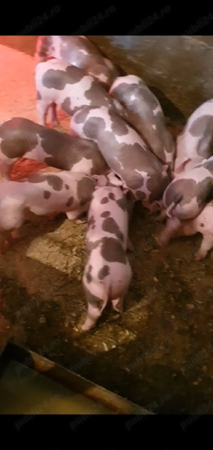 purcei petrean 7 saptamani - imagine 2