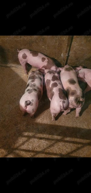 purcei petrean 7 saptamani - imagine 4