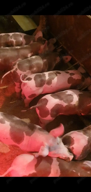 purcei petrean 7 saptamani