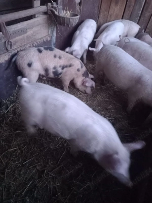 Vand purcei  - imagine 2