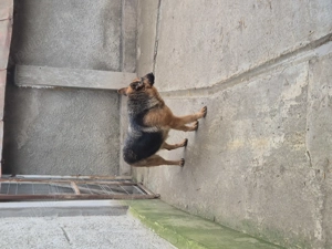 Vand catea ciobanesc german - imagine 2