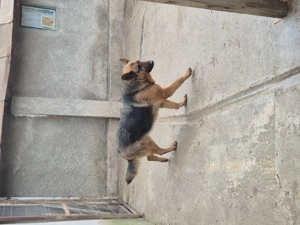 Vand catea ciobanesc german