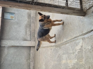 Vand catea ciobanesc german - imagine 3