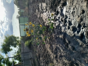 Vând teren 1250 m2 în Ialomița 