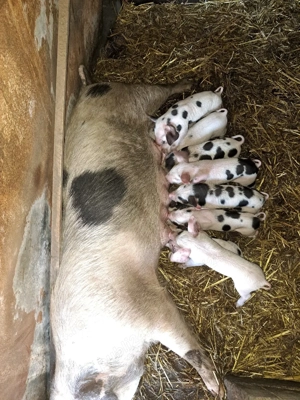 Vand scroafa cu purcei  - imagine 3