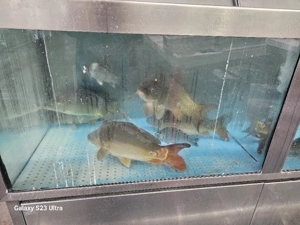 vind crap viu aau pregatit 