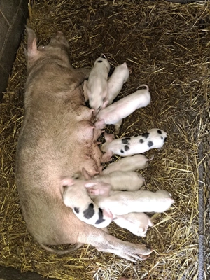 Vand scroafa cu purcei - imagine 2