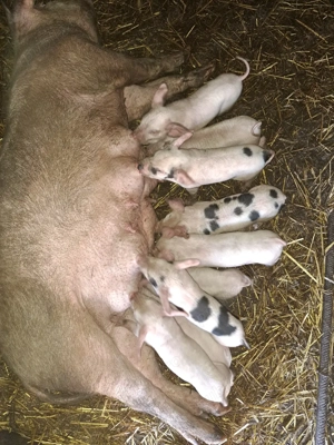 Vand scroafa cu purcei - imagine 3