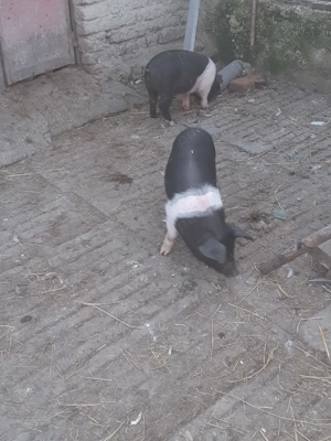 Scrufite pentru reproducere 