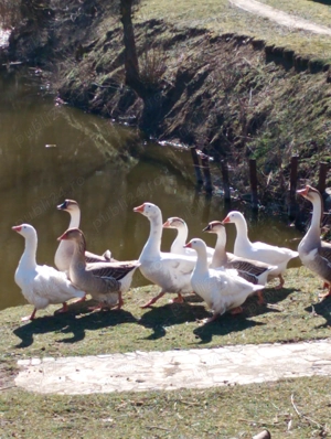 Gâște de vânzare  - imagine 2