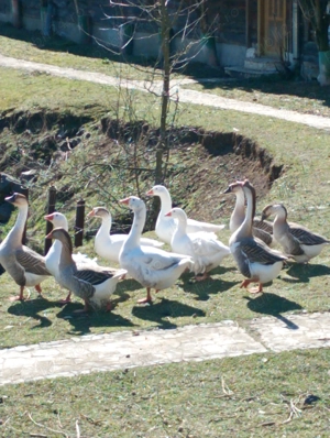 Gâște de vânzare  - imagine 3