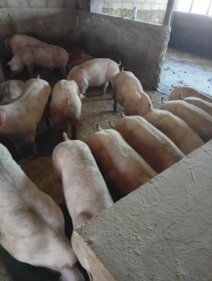 Porci de vinzare - imagine 3