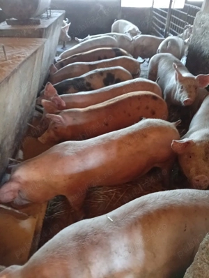 Porci de vinzare - imagine 2
