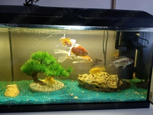 Vând acvariu cu peşti - imagine 2