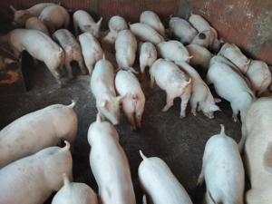 Vand porci și purcei de carne  - imagine 5