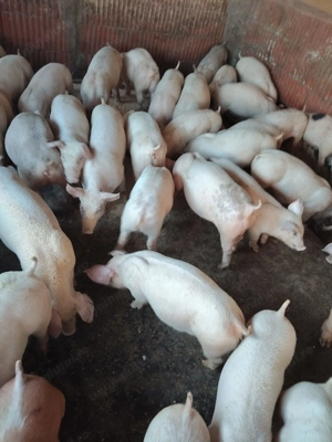 Vand porci și purcei de carne  - imagine 2