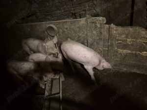 Vand șoldani de 8 luni