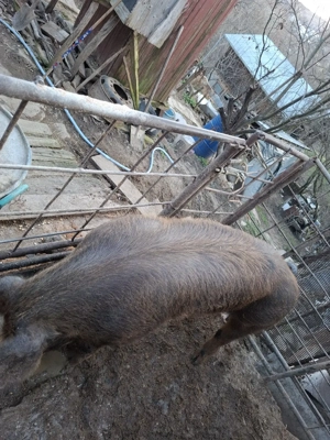 Vând porc  - imagine 4