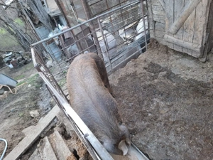 Vând porc  - imagine 3