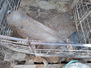 Vând porc  - imagine 2