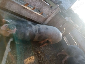 Porci de vânzare - imagine 3