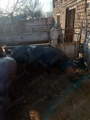 Porci de vânzare - imagine 2